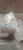 NEW ROSS LOCKOUT DISCHARGE VALVE 1-10 BAR 1/2" NPT 1523B3002