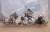 10) NEW ATP PL1/8-N2C COMPACT SWIVEL FITTING 1/8" TUBE X 1" MALE NPT LOT OF 10