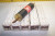 5) NEW CEFCO 125 AMP 600 VAC RENEWABLE FUSE R 125 LOT OF 5