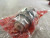 NEW WESTINGHOUSE PB1CBOAB OIL TIGHT HEAVY DUTY PUSHBUTTON PUSH-PULL MAINTAINED