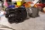 Nord 1/4 HP Gearmotor 6.10:1 Ratio 1725 Rpm 230/460 Vac 3/4" Dia 283 rpm output