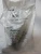 5) NEW NYCOIL 1/2" MALE X 1/2" RIGID ELBOW FITTING H6988 *PACK OF 5