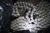 NEW SST 60 PITCH ROLLER CHAIN 24" LENGTHS BOX OF 30 TOTAL 60 FEET 3/4" PITCH