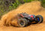 Rustler 4X4 BL-2S Brushless: RED Rustler 4X4 BL-2S Brushless: RED