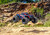 Stampede 4X4 VX3 Brushless: RED