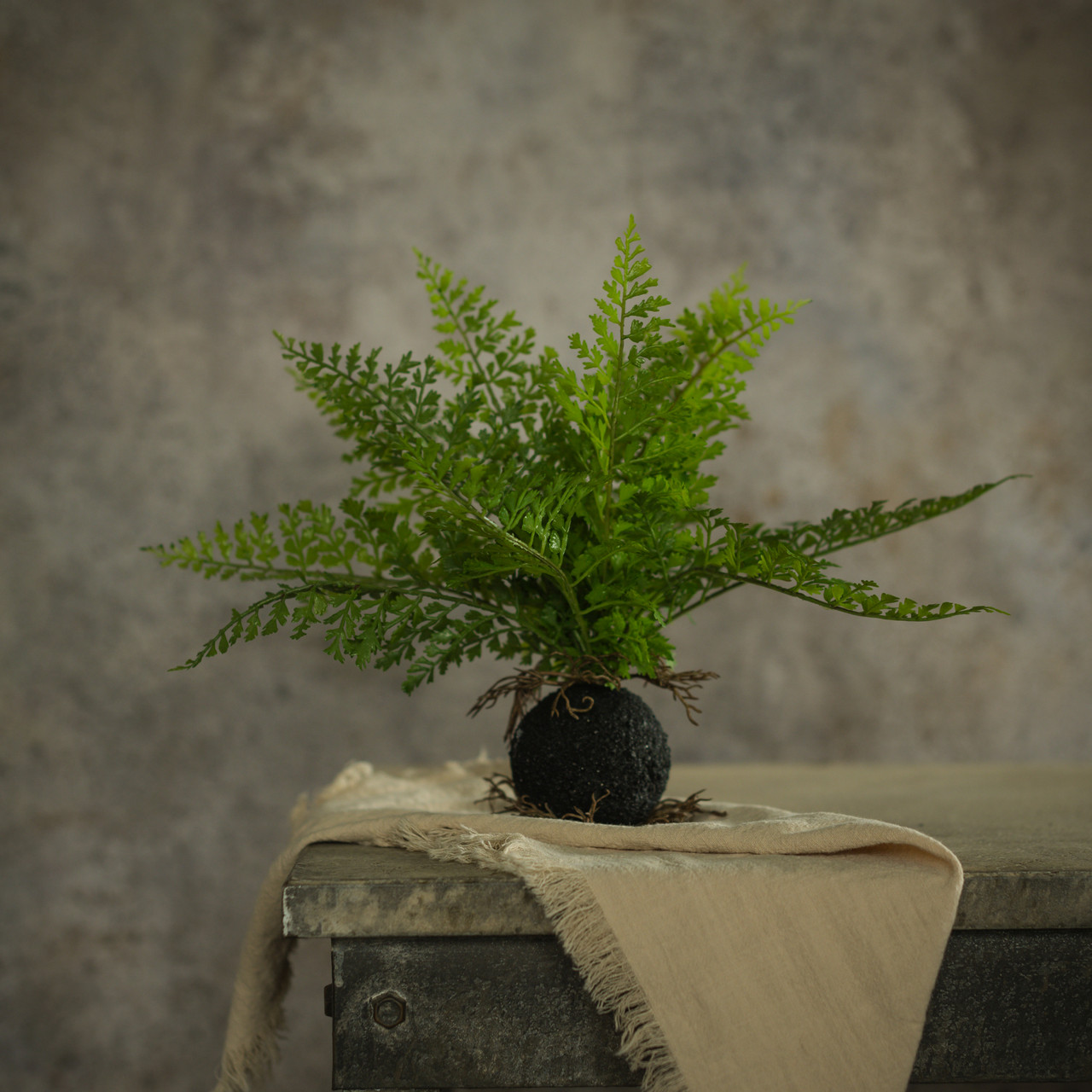 10" FERN W/ ROOTED BALL