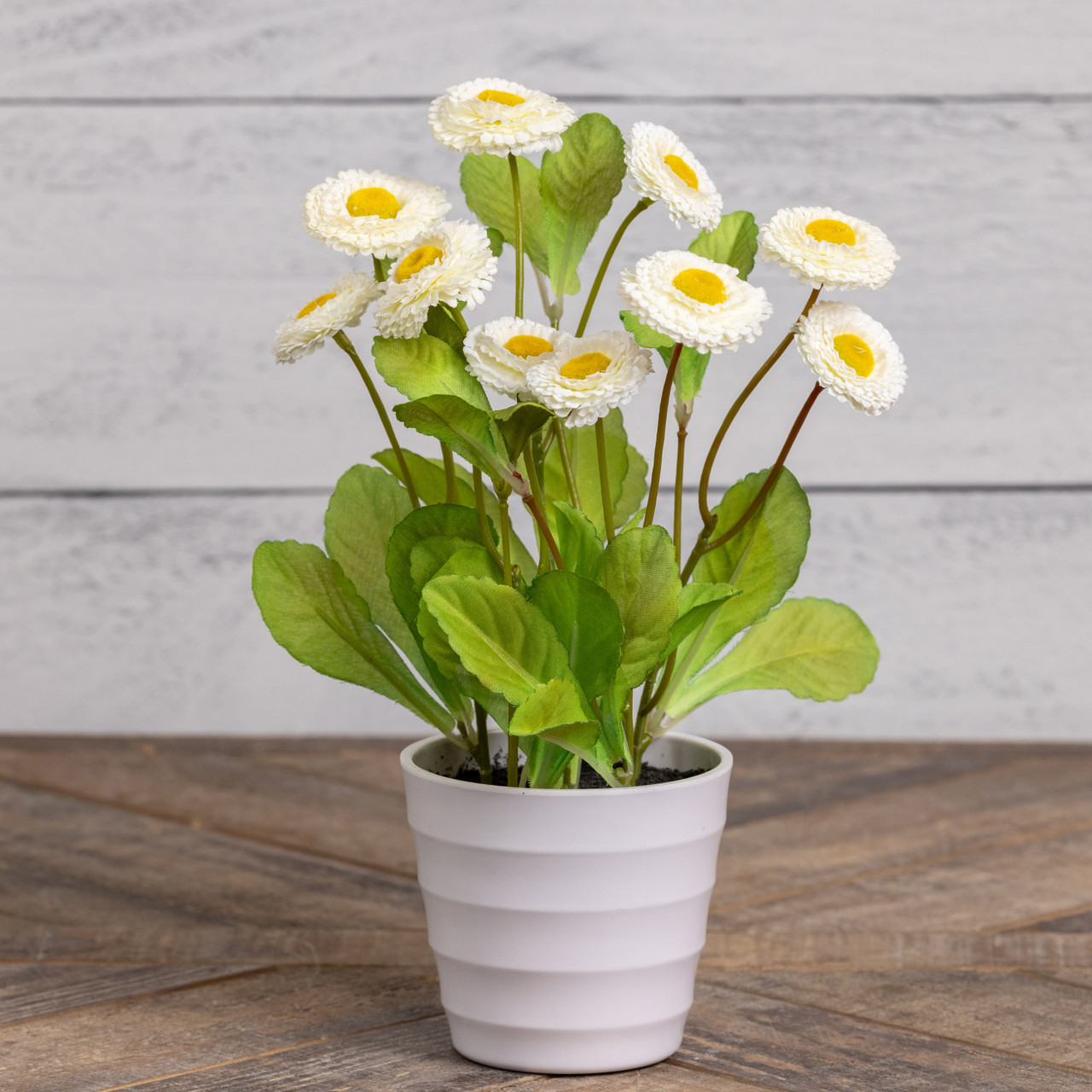 11.5" POTTED WHITE DAISIES Ragon House
