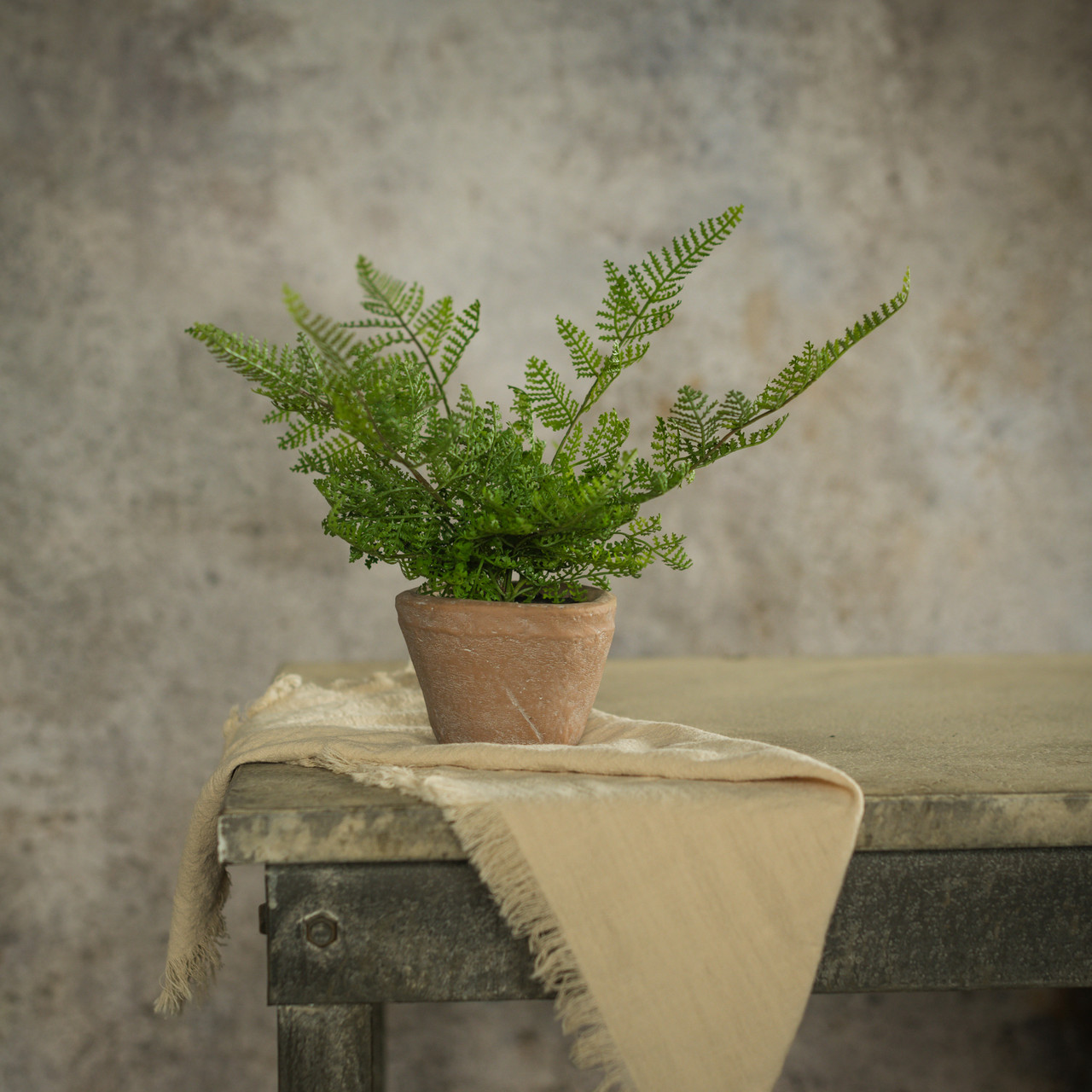 8" POTTED LACE FERN