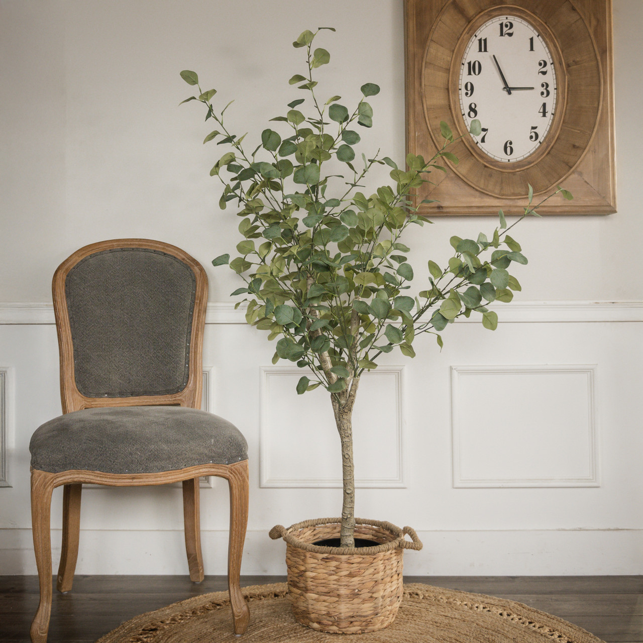5.25' EUCALYPTUS TREE
