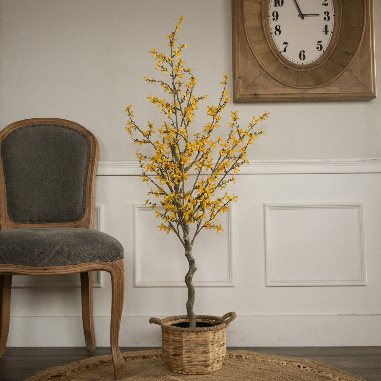 4.25' YELLOW WINTER JASMINE TREE