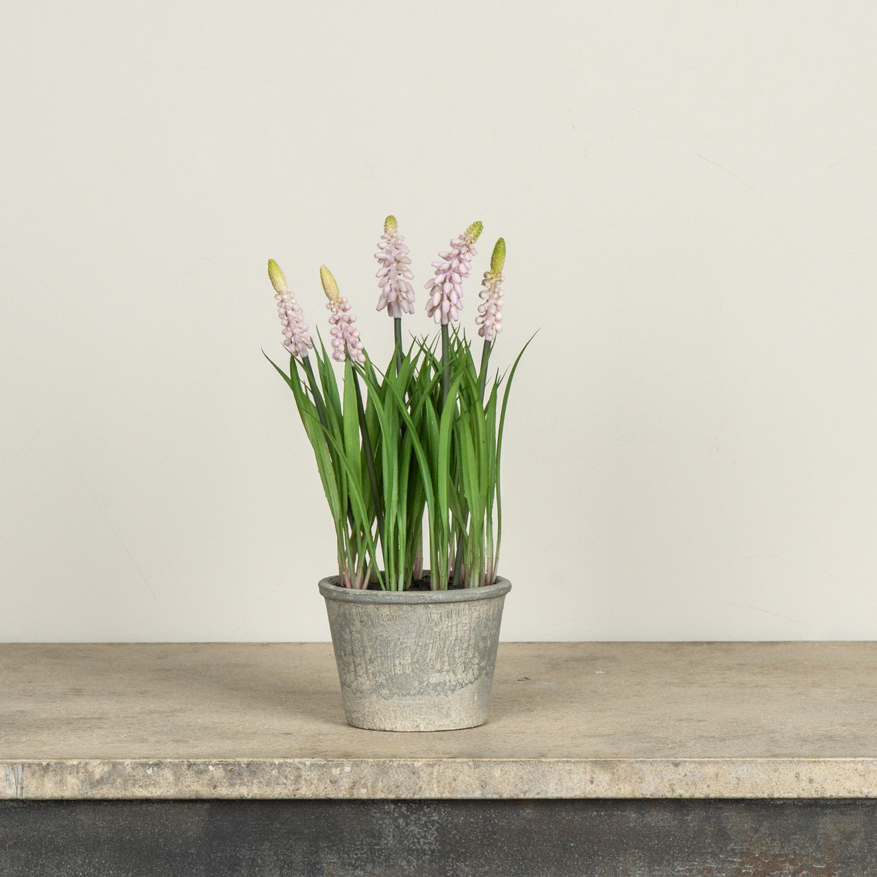 11" POTTED PINK GRAPE HYACINTH