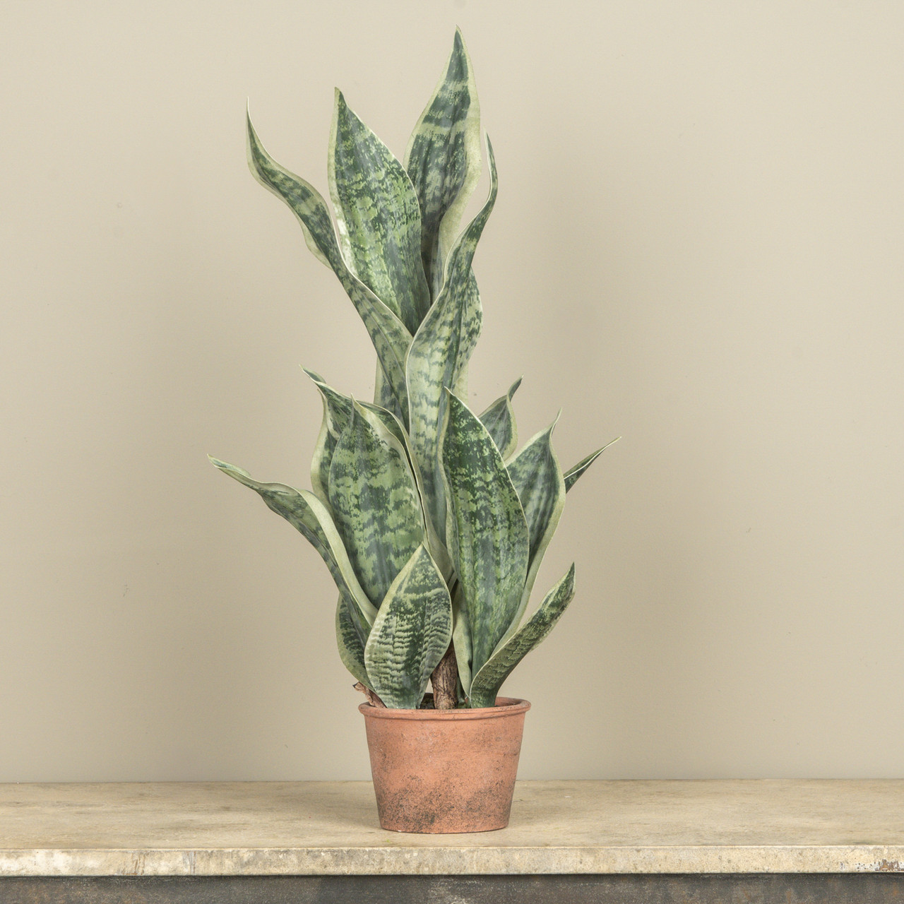 26" POTTED SNAKE PLANT