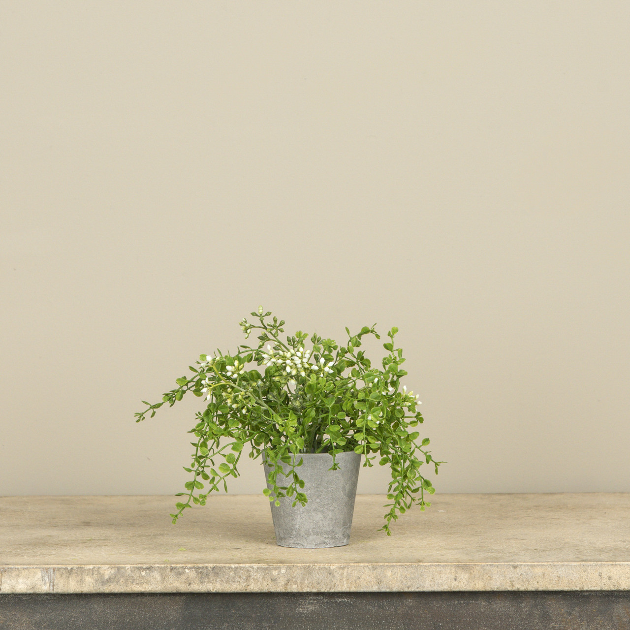 7" POTTED BABY GRASS W/ WHITE BERRIES