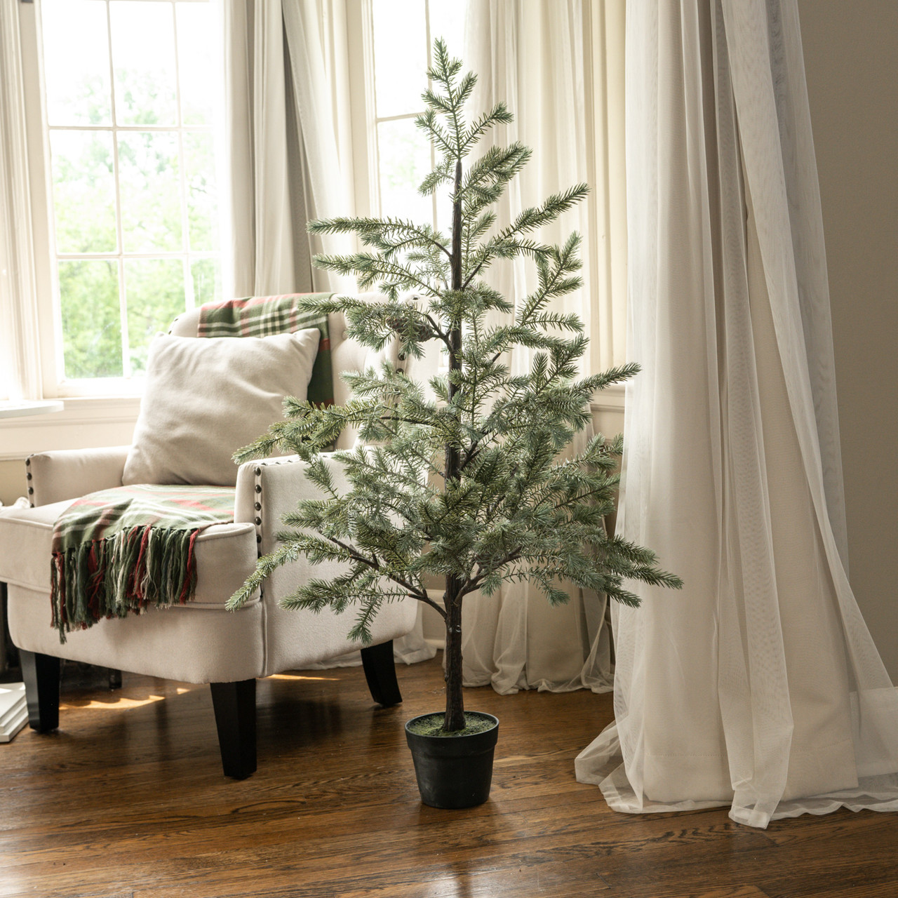 48" SAGE COPLEY PINE TREE IN POT