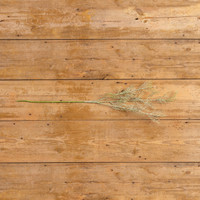 34" WISPY GREEN ASPARAGUS SPRAY
