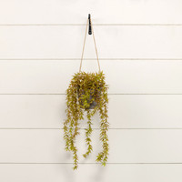 18.5" GREEN & PURPLE WEEPING HANGING POT