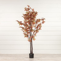 5' FALL MAPLE LEAF TREE