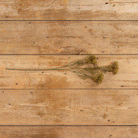 28" GREEN QUEEN ANNE LACE SPRAY