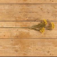 28" GOLD QUEEN ANNE LACE SPRAY