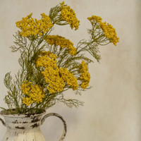 28" GOLD QUEEN ANNE LACE SPRAY