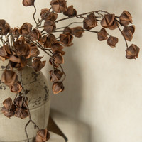 38" BROWN CHINESE LANTERN SPRAY
