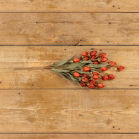 23" BURGUNDY CHINESE LANTERN BUSH