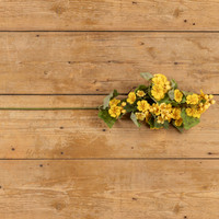30" YELLOW GERANIUM SPRAY