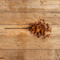 35.5" BURNT ORANGE EUCALYPTUS BUNDLE