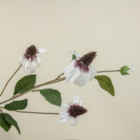 33" WHITE BLACK-EYED SUSAN SPRAY