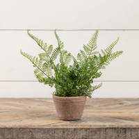 8" POTTED LACE FERN