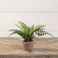 9" POTTED BUTTON FERN