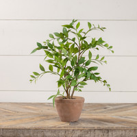 16" POTTED SMILAX PLANT