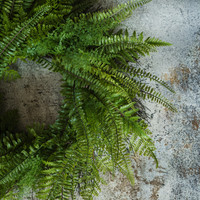 26" LACEY FERN WREATH