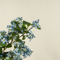 32" BLUE WILD BLOSSOM SPRAY
