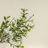 18" IVY & TEA LEAF W/ WHITE FLOWERS SPRAY