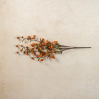 36" ORANGE WILD LANTERN BUSH