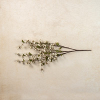 36" CREAM WILD LANTERN BUSH