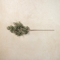 41" SAGE CASPIA SPRAY