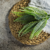 PERSIAN LEAF FERN BUSH