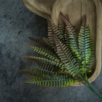 RUST PERSIAN LEAF FERN BUSH