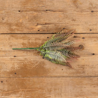 RUST PERSIAN LEAF FERN BUSH