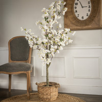 5.25'  WHITE  CHERRY TREE