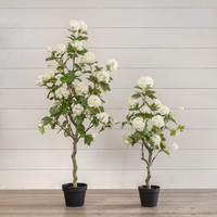 4' WHITE HYDRANGEA TREE
