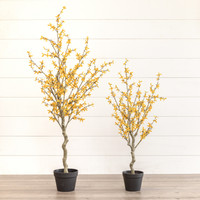 4.25' YELLOW WINTER JASMINE TREE