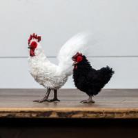STANDING WHITE ROOSTER
