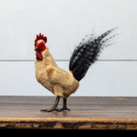 STANDING TAN ROOSTER