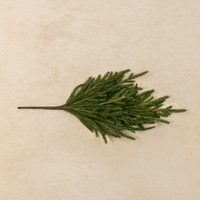 18" SOFT TOUCH NORFOLK PINE PICK