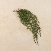 30" SOFT TOUCH WEEPING CEDAR HANGING BUSH