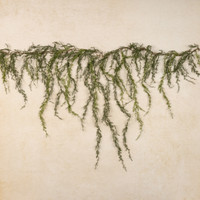 5.75' WEEPING CEDAR GARLAND