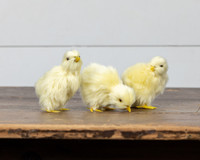 4.25" YELLOW CHICK